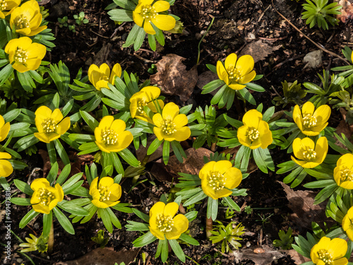 Fototapeta Naklejka Na Ścianę i Meble -  Macro of a group of the Winter aconite (Eranthis hyemalis) flowers in full bloom with fully open petals in early spring in sunlight. One of the earliest flowers in the garden