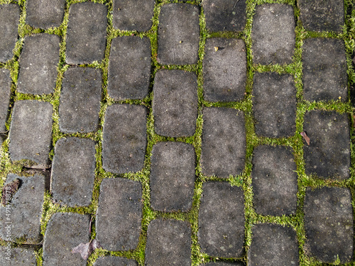 Close-up view of pavement with green moss growing between all the bricks. Geometrical pattern outdoors in nature and city