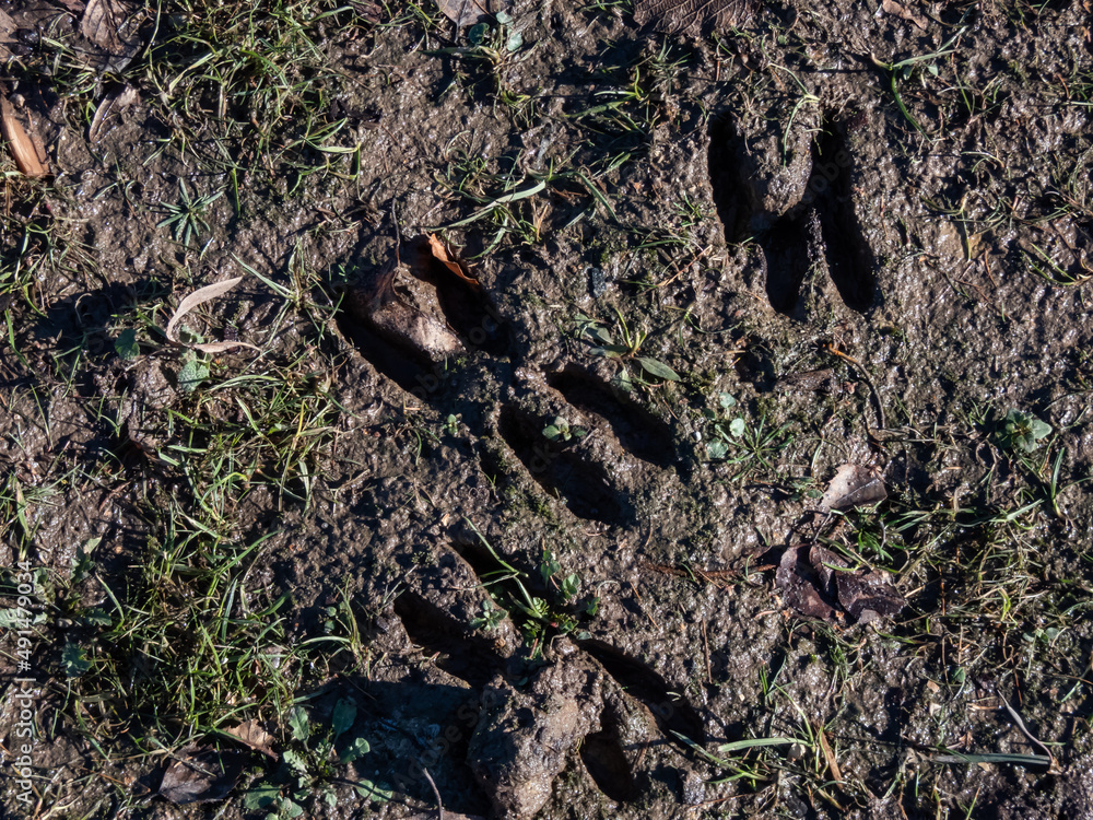 Close-up of footprints of roe deer (Capreolus capreolus) in very deep and wet mud after running over the wet soil in sunlight