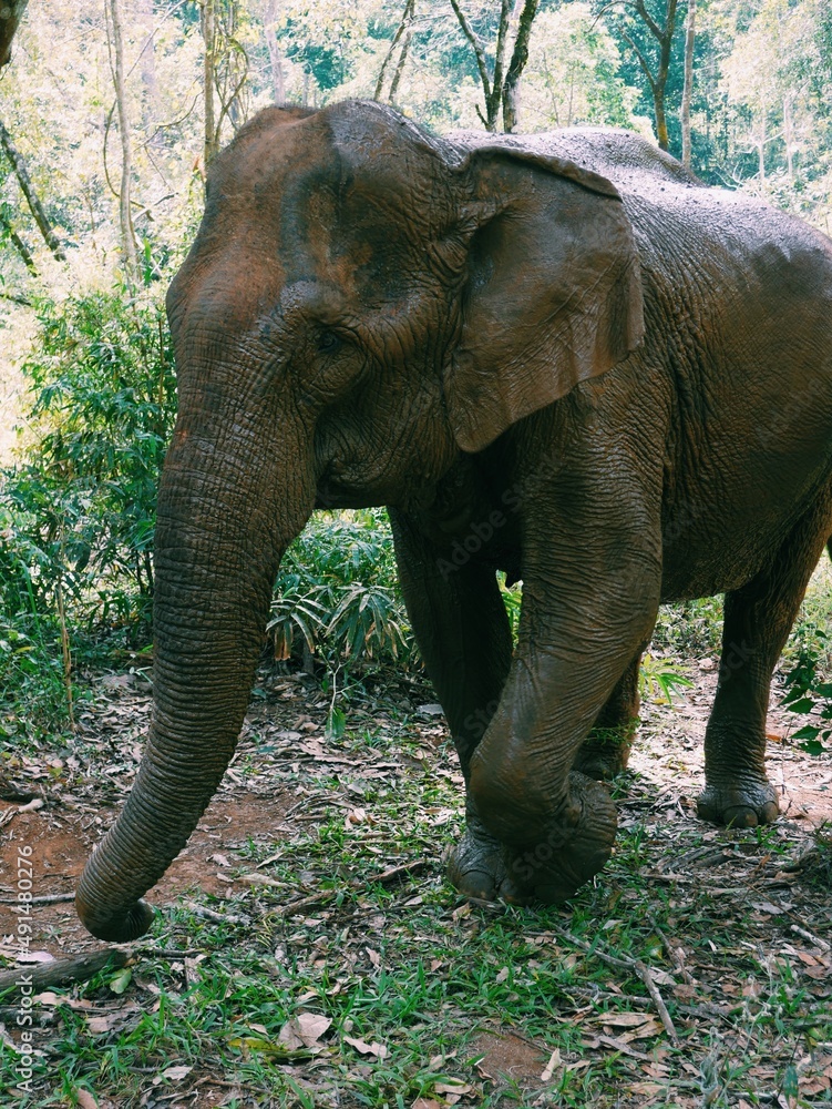 Fototapeta premium Elefante en la selva de Camboya