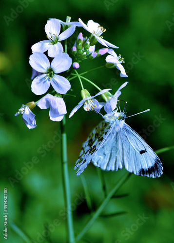 Aurora Borealis Butterfly