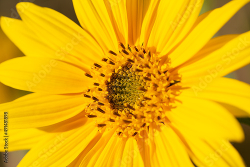 yellow sunflower flower macro
