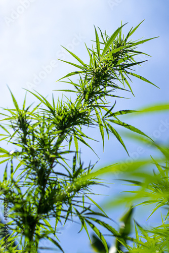 Wild cannabis plants  illuminated by sunlight. Hemp plant  organic. Medical marihuana products. Dark background with marijuana leaves. Shallow depth of field. Selective focus.