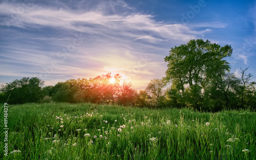 Fototapeta Naklejka Na Ścianę i Meble -  Summer evening in the countryside. Sunset in the field, among green fresh herbs and fluffy dandelions. Light beautiful clouds