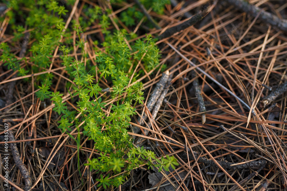 Fresh green grass among dry pine needles in coniferous forest, close up soft focused shot