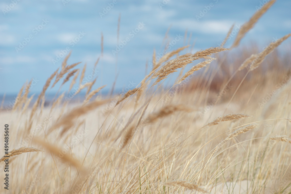 Yellow tall grass in the sand dunes of the Baltic in spring. Sunny bright day with clouds in the blue sky. Latvia - obrazy, fototapety, plakaty 