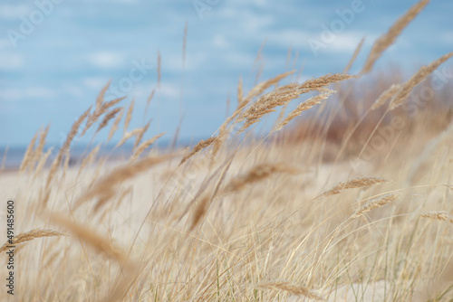 Yellow tall grass in the sand dunes of the Baltic in spring. Sunny bright day with clouds in the blue sky. Latvia