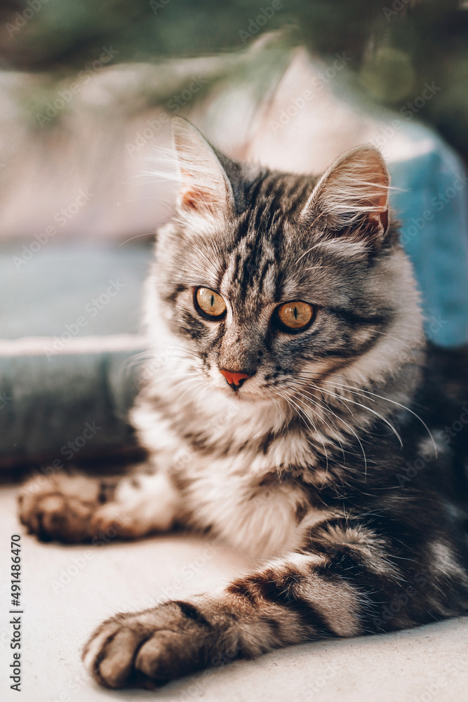 A beautiful Maine Coon portrait close up. Adorable striped maine-coon cat face. Fluffy domestic pet