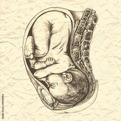 121_anatomical drawing of a baby in the womb_anatomical drawing of a baby in the womb, graphic illustration in brown, hand drawing, detailed image of organs of a pregnant woman, old paper,