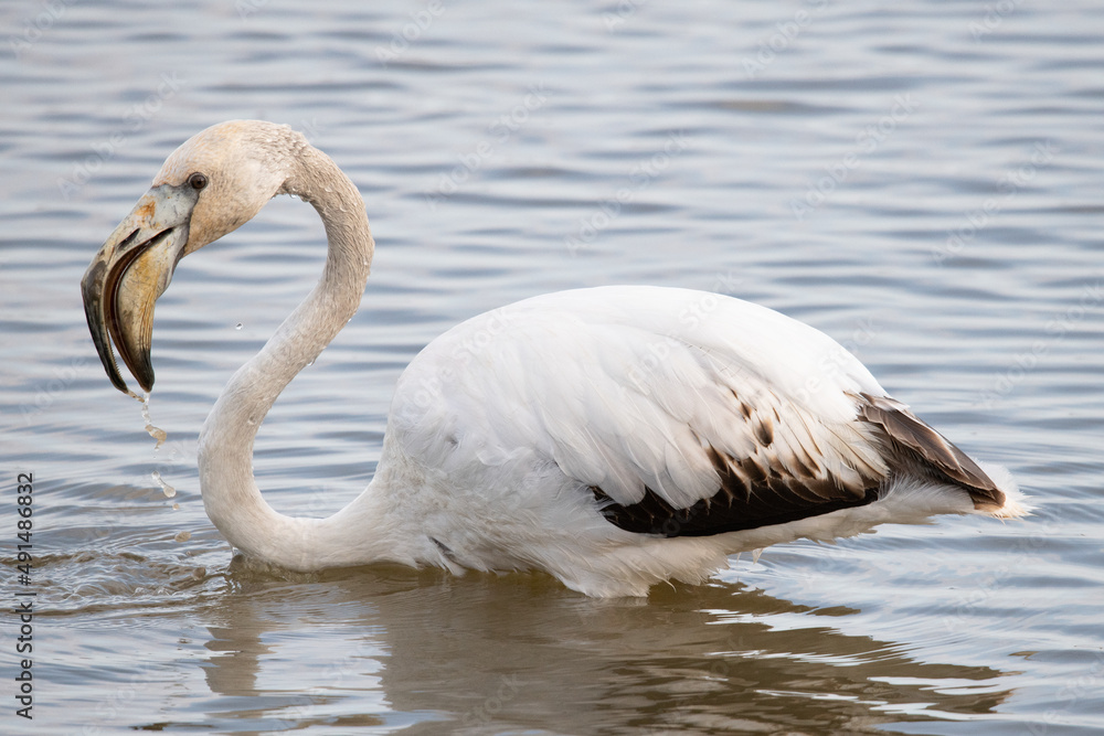 Obraz premium Phoenicopterus roseus