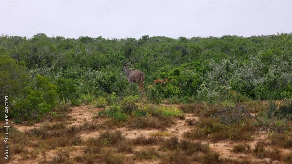 Back view of walking kudu antelope disappearing in dense green vegetation. Safari park, South Africa Back view of walking kudu antelope disappearing in dense green vegetation. Safari park, South Africa