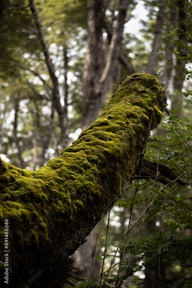 Fototapeta premium lichens in the tree