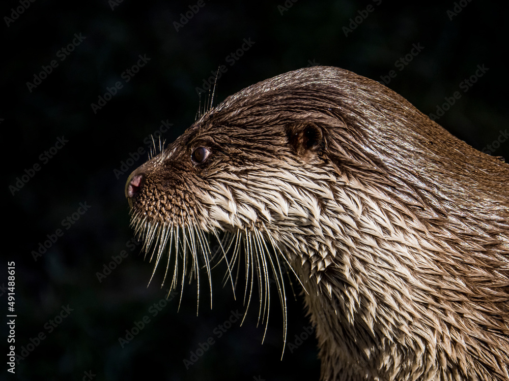Fischotter Profil Fischotter Profil