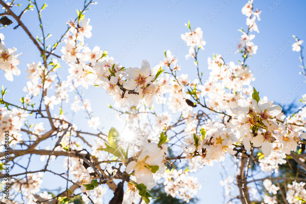 High angle view of blossom almond trees leaves in springtime. Horizontal view of spring white flowers in almond tree branches. Nature and springtime blooming flowers. High angle view of blossom almond trees leaves in springtime. Horizontal view of spring white flowers in almond tree branches. Nature and springtime blooming flowers.