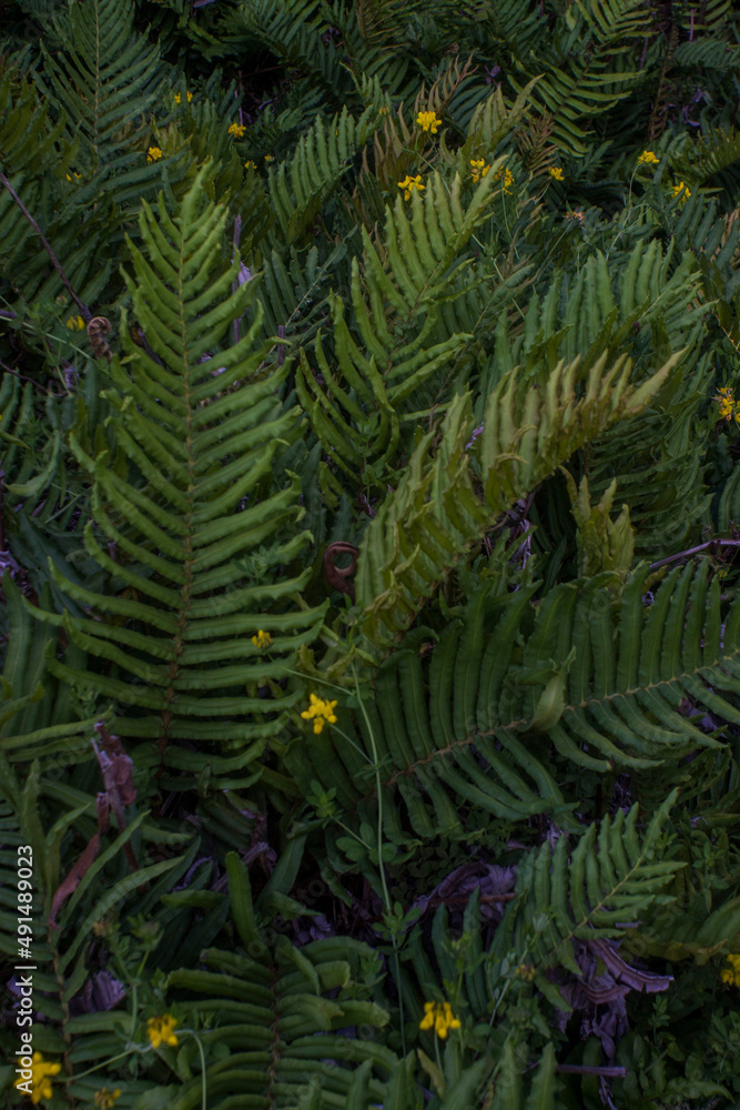 many ferns in the shade of oak trees