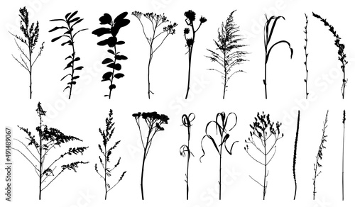 Weeds, wild plants in field and forest, set of silhouette. Vector illustration