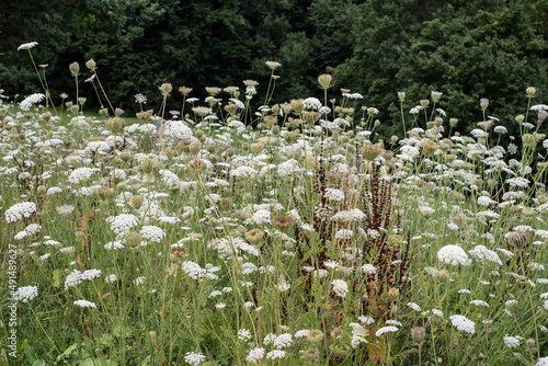 фотографія the umbels of wild carrots in a meadow