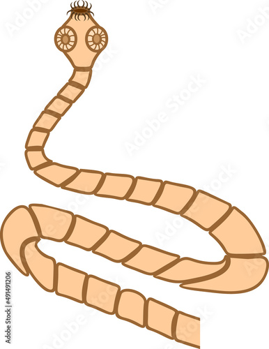 Pork tapeworm (Taenia solium) adult isolated on white background