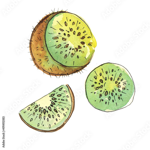 watercolor drawing fruit kiwi on a white background.