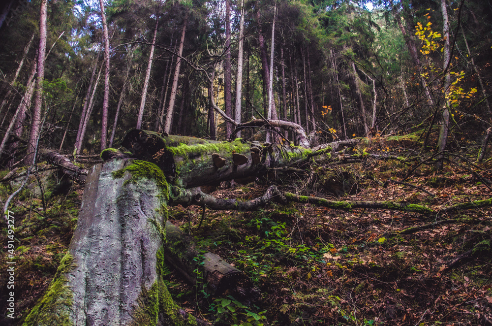 Fototapeta premium Wald