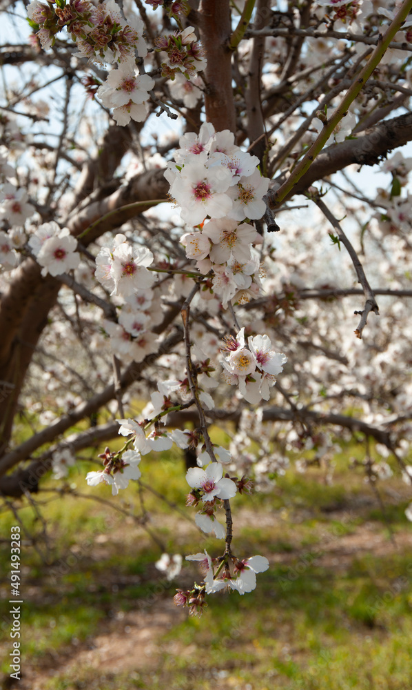 Close up of flowering almond trees. Israel. Close up of flowering almond trees. Israel.