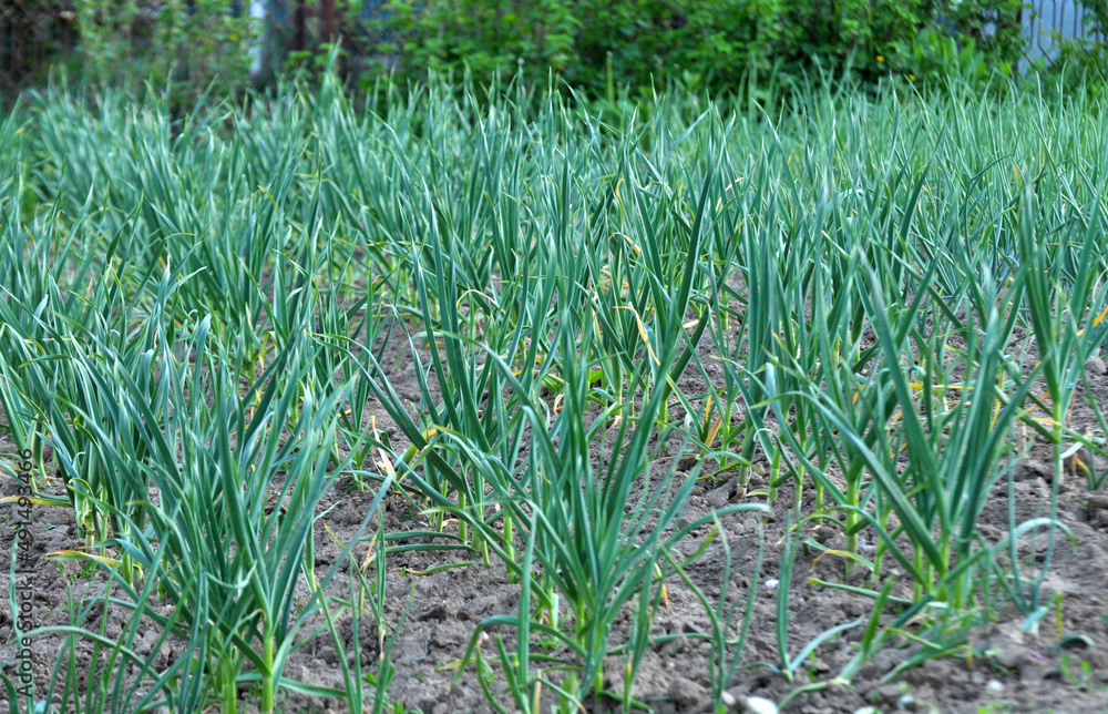 Fototapeta premium Garlic grows in the open ground