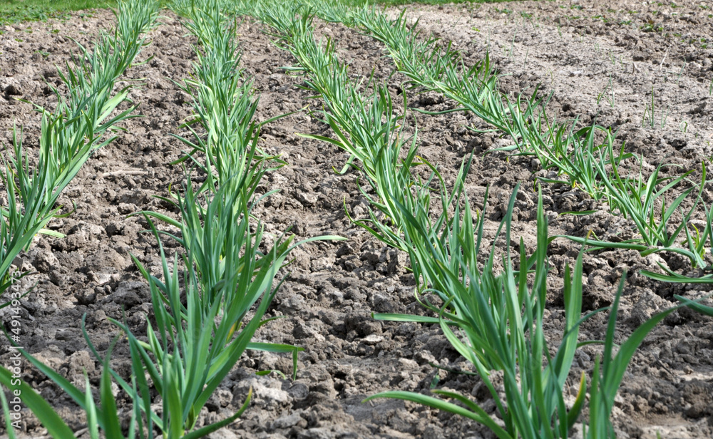 Garlic grows in the open ground Garlic grows in the open ground