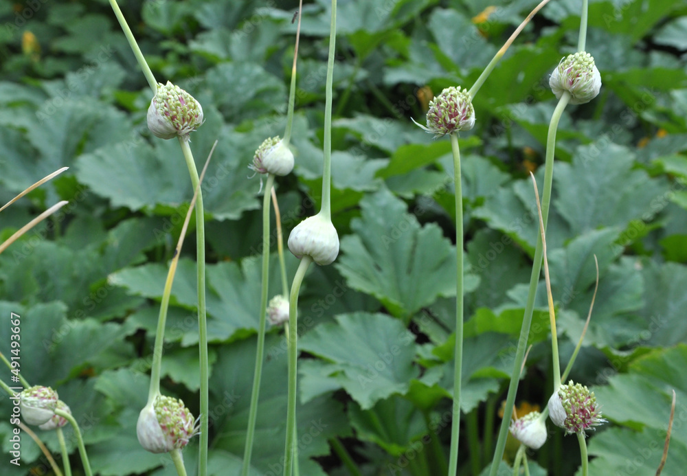 Top of garlic with air bulbs Top of garlic with air bulbs