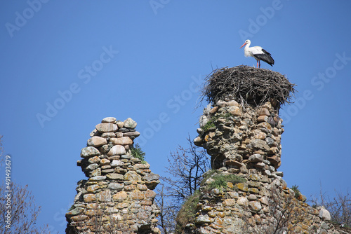 Specimen of white stork (Ciconia ciconia) next to its nest located in the ruins of an old castle in the province of León (Spain)