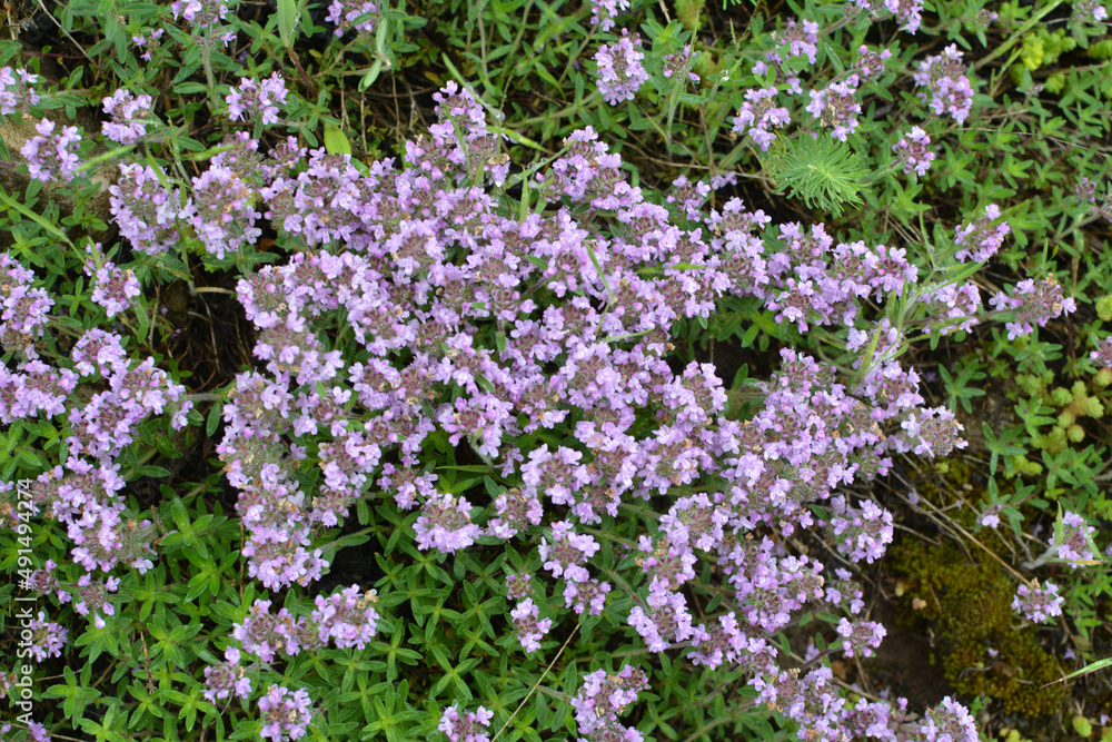 Thyme (Thymus serpyllum) blooms in nature Thyme (Thymus serpyllum) blooms in nature