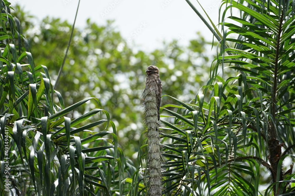 Obraz premium sleeping bird in amazonas