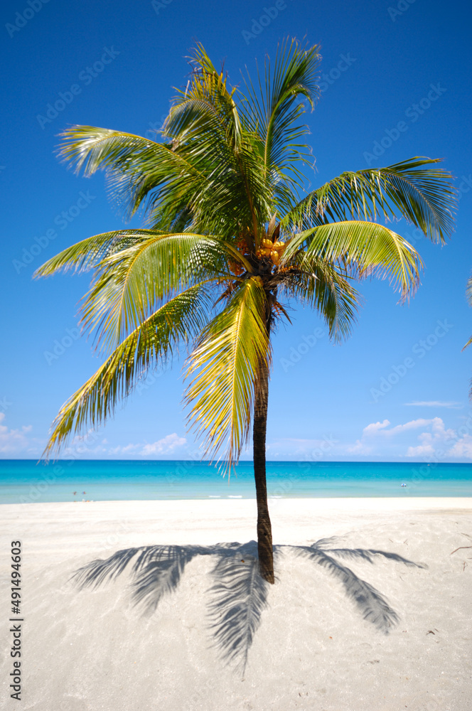 Green palm on beach