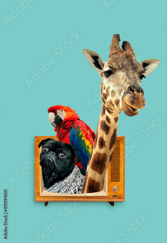 Collage zoo concept with cute animals coming out of vintage TV set