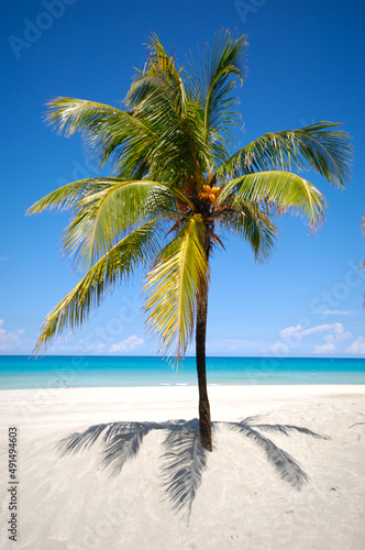 Fototapeta Naklejka Na Ścianę i Meble -  Green palm on beach