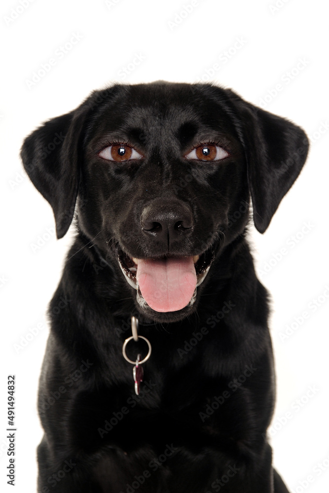 therianthrope labrador retriever dog with human eyes