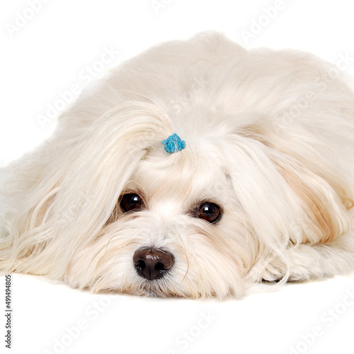 Sad Coton De Tulear dog resting on a clean white background