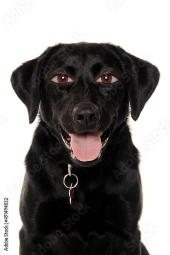 therianthrope labrador retriever dog with human eyes