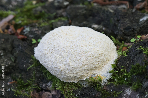 Scrambled egg slime mold, also known as dog vomit slime mold photo