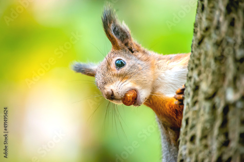 A beautiful funny squirrel on a tree holds a nut in its teeth on a blurry background © Andrey
