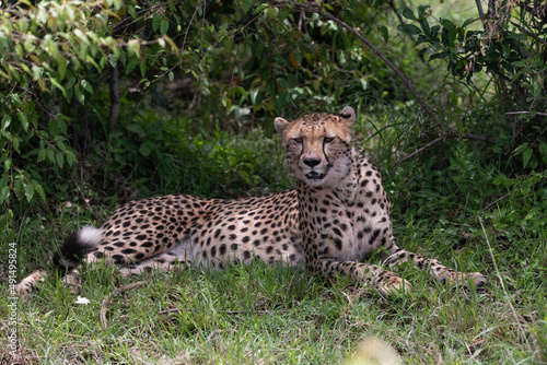 cheetah in the grass © Keith