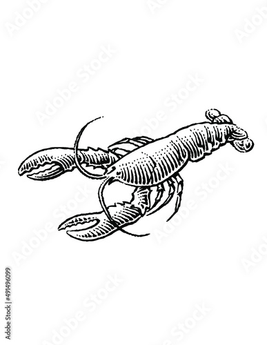 hand drawn lobster