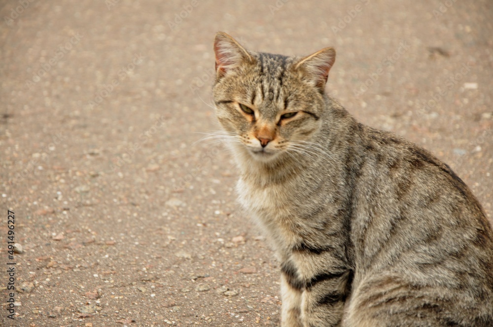 Animals are a traditionally (since the time of Aristotle) distinguished category of organisms, currently considered as a biological kingdom. Animals are a traditionally (since the time of Aristotle) distinguished category of organisms, currently considered as a biological kingdom.