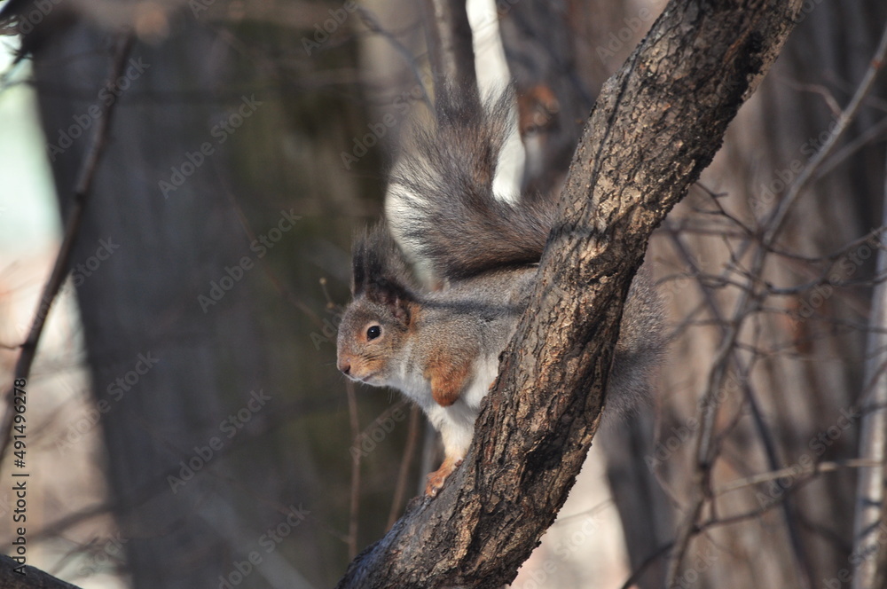 Animals are a traditionally (since the time of Aristotle) distinguished category of organisms, currently considered as a biological kingdom. Animals are a traditionally (since the time of Aristotle) distinguished category of organisms, currently considered as a biological kingdom.
