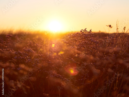 Flower meadow in sunrise at morning. Selective focus.