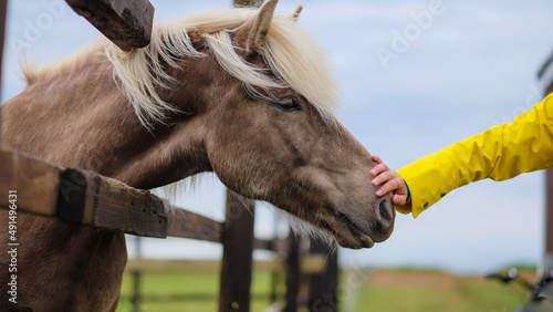 girl (female hand) stroking a beautiful Icelandic horse. The horse's mane develops in the wind. Horse and man