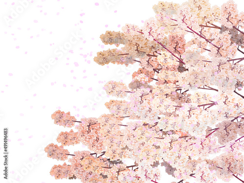桜吹雪枝白バック左_横