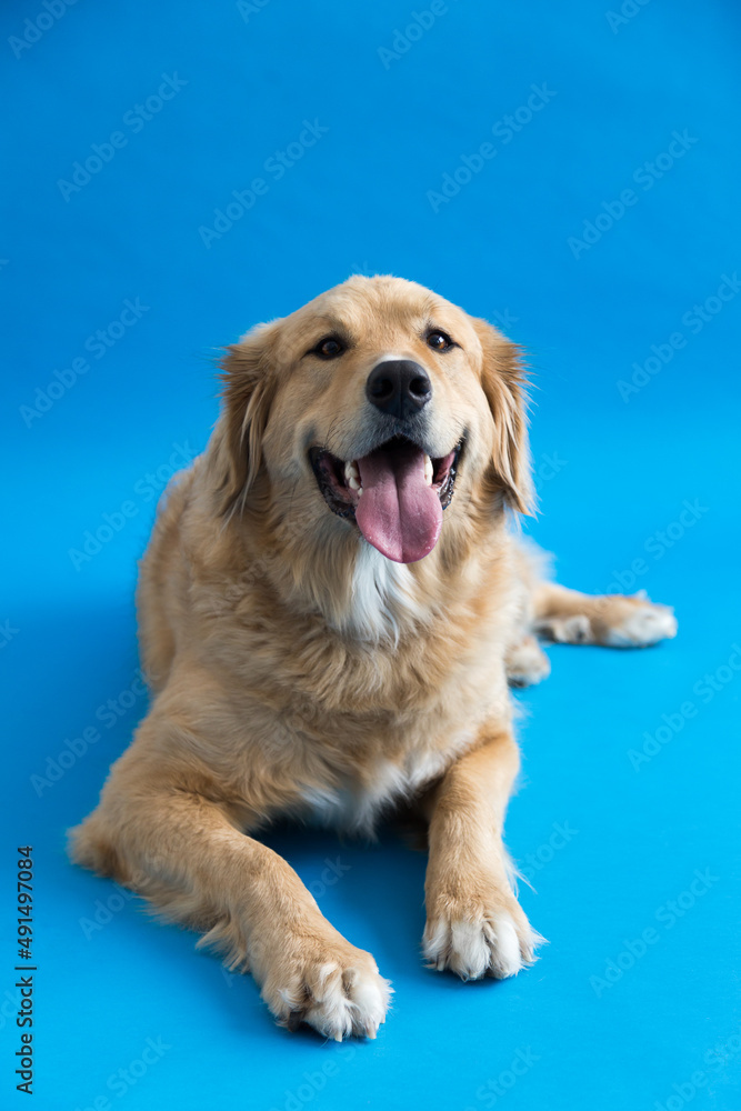 Selective focus vertical portrait of stunning yellow Bernese Mountain Dog mixed with Pyrenean Mountain Dog lying down with mouth open against plain blue background Selective focus vertical portrait of stunning yellow Bernese Mountain Dog mixed with Pyrenean Mountain Dog lying down with mouth open against plain blue background