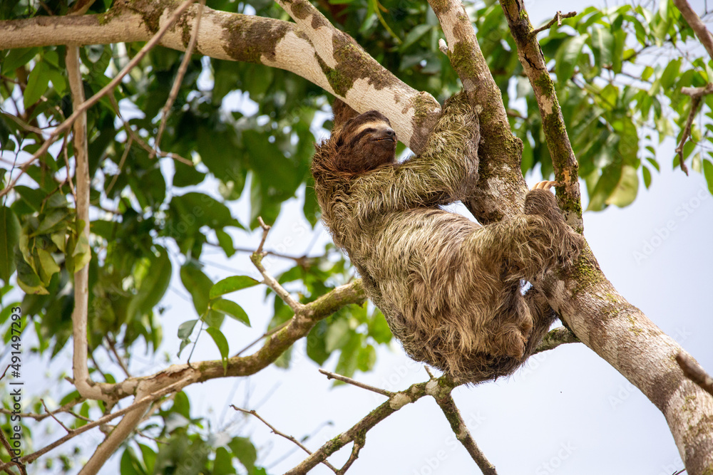 Fototapeta premium three-toed sloth