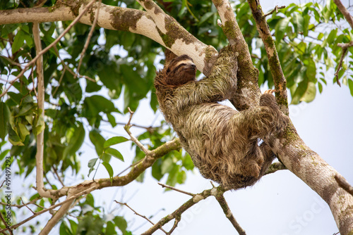 three-toed sloth © John