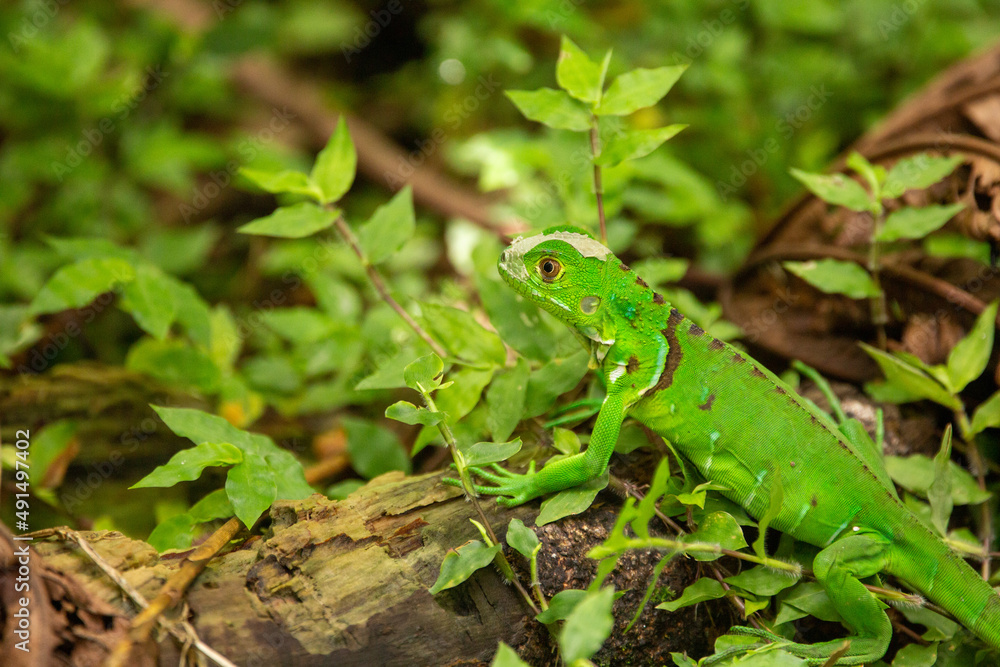 green iguana